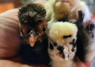 Three polish baby chicks sitting on hand
