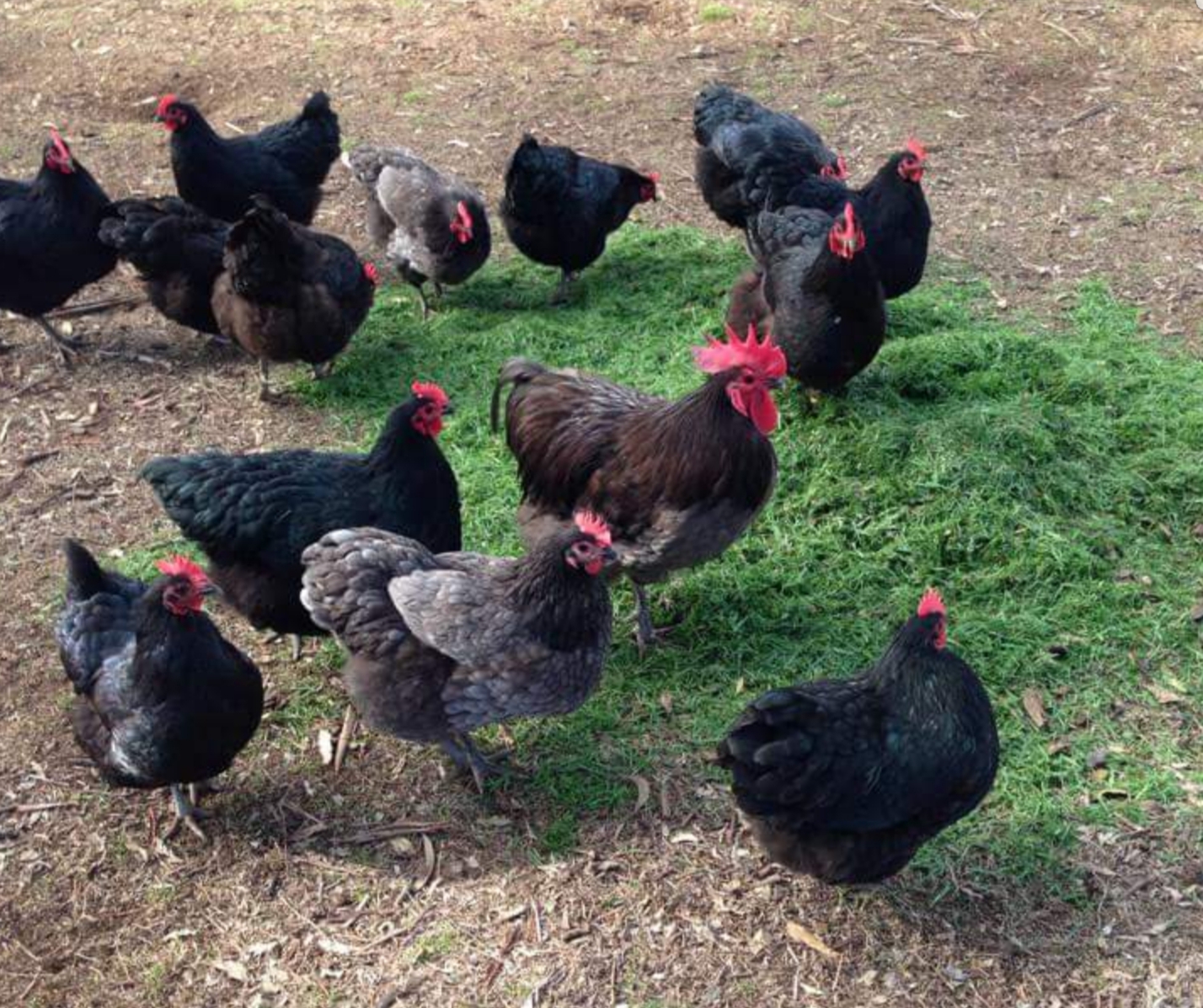 group of black chickens eating grass