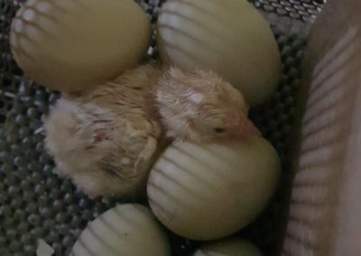 Araucana chick and egg