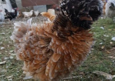 blue laced gold polish frizzle girl
