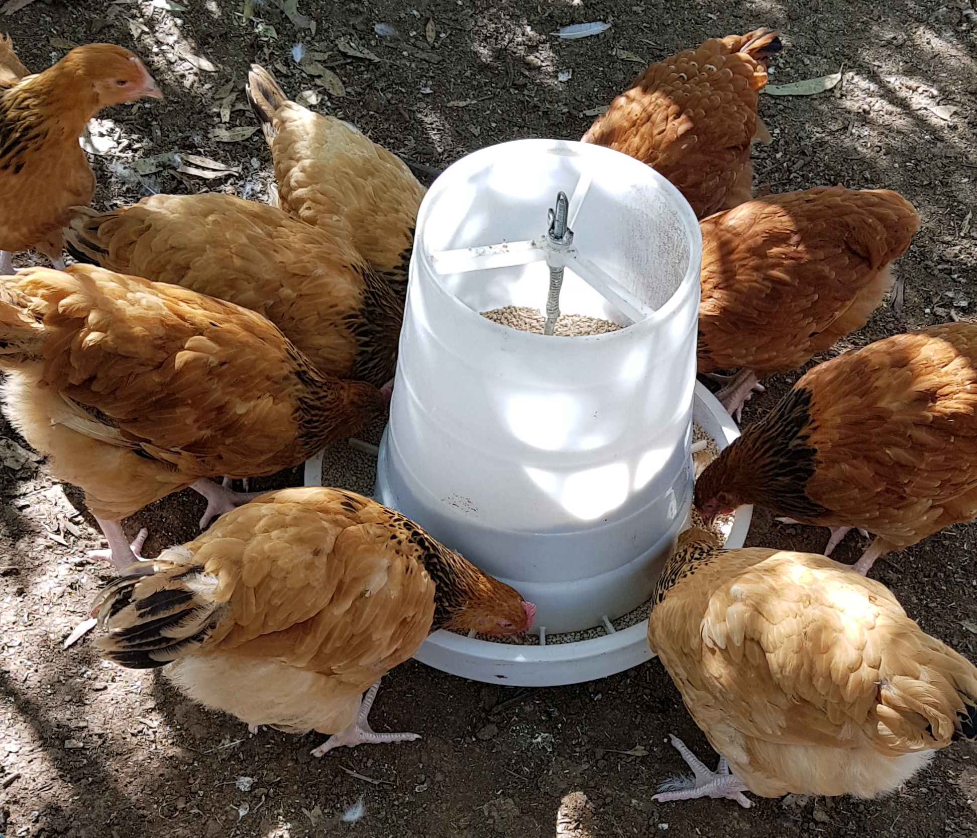 Group of buffed sussex chickens eating 