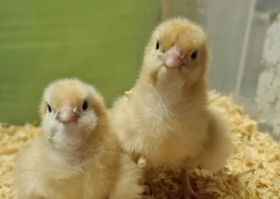 1 week old Quamby chicks