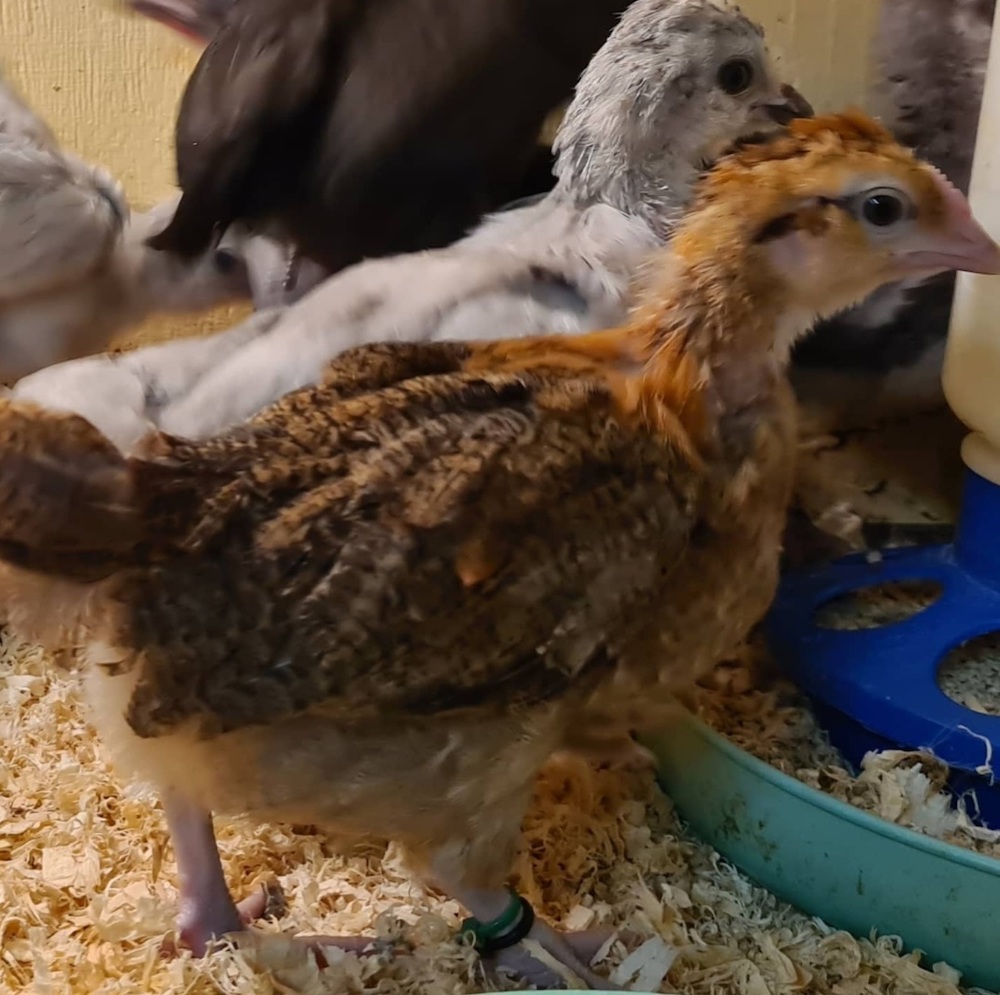 4 week old Welsummer (brown chick in foreground) and Lavender Araucana (light bird in background) chicks