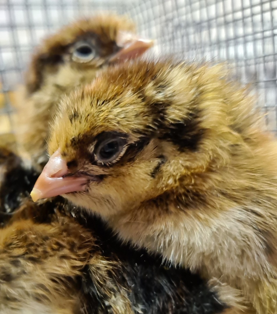 Silver Laced Polish Day Old Chicks