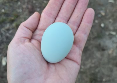 Legbar Egg