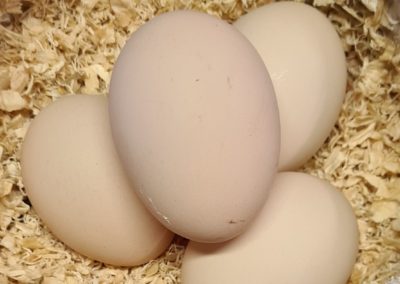 Plymouth Rocks Eggs