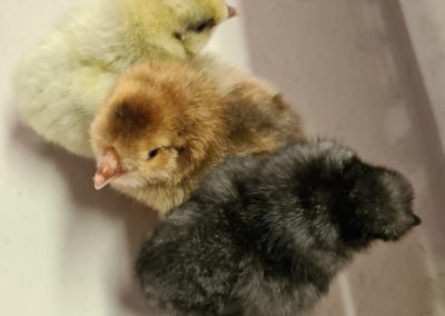 Araucana Chicks in different colours 2 - 1 day old