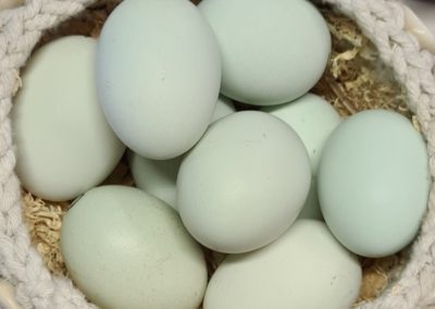 Araucana Eggs