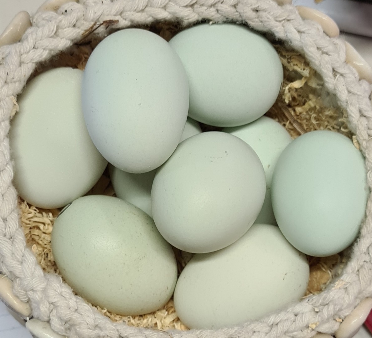 araucana eggs
