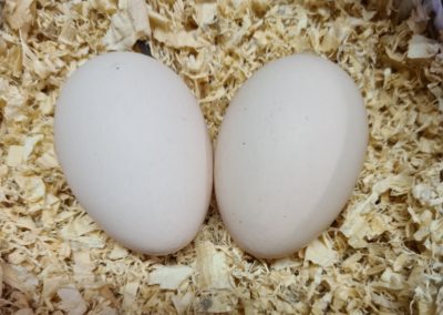 Bantan Rhode Island Eggs