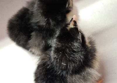 Black Australorp Chicks - 1 day old