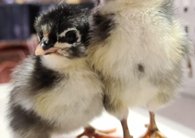 Black Australorp Chicks 2 - 1 day old