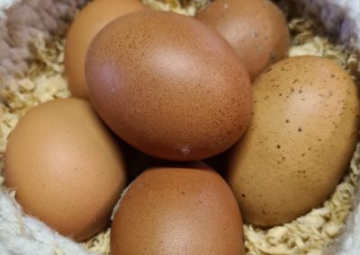 Marans Eggs