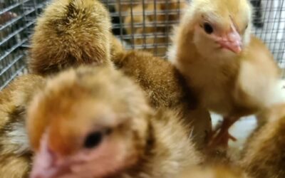 A step by step guide to raising day old chicks