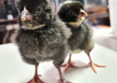 Plymouth Rock Chicks - 1 day old