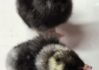 Plymouth Rock Chicks 2 - 1 day old
