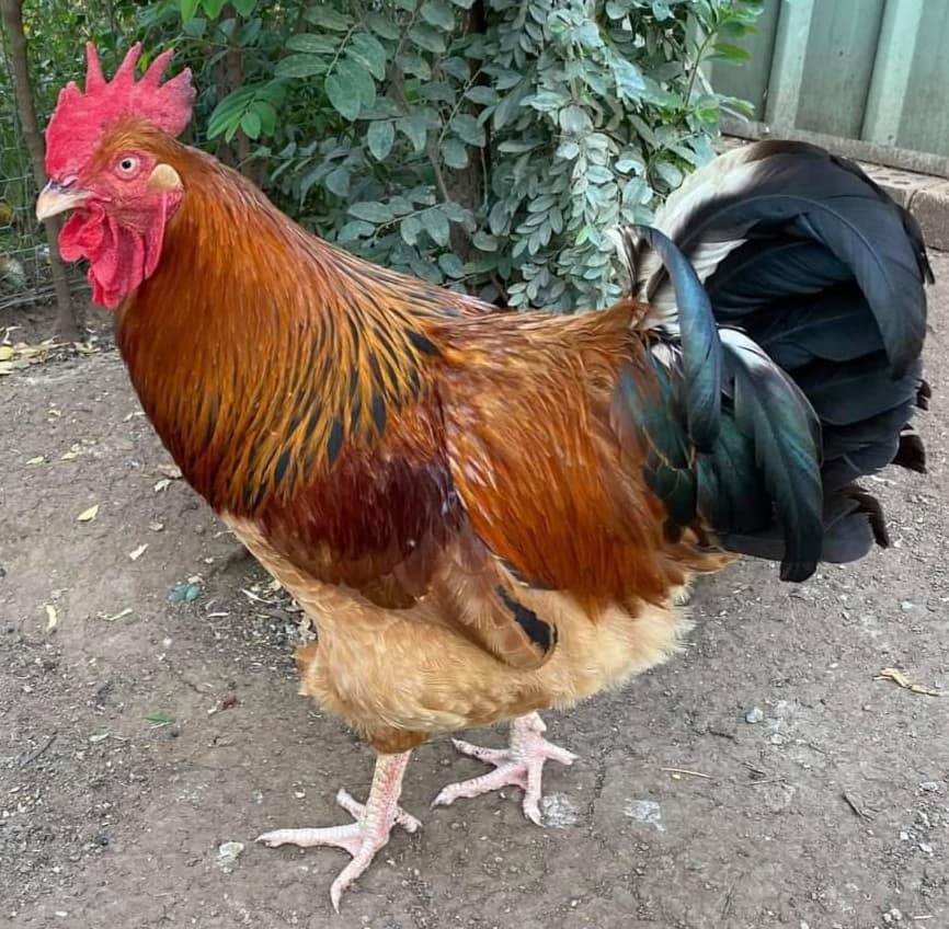 Quamby Rooster