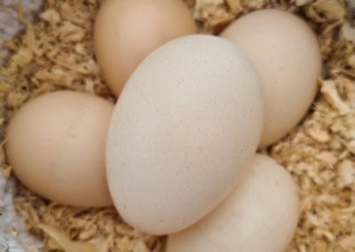 Sussex Eggs