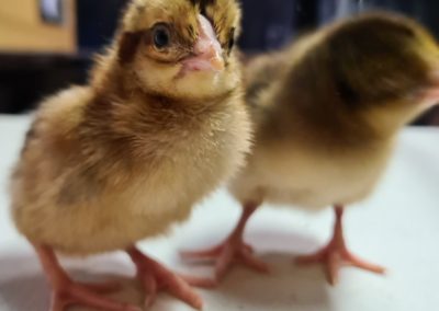 Welsummer Chicks - 1 day old