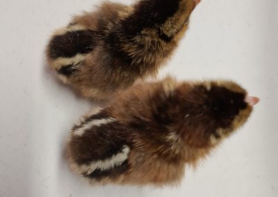 Welsummer Chicks 2 - 1 day old