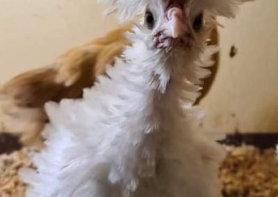 7 week old Polish Frizzle chick