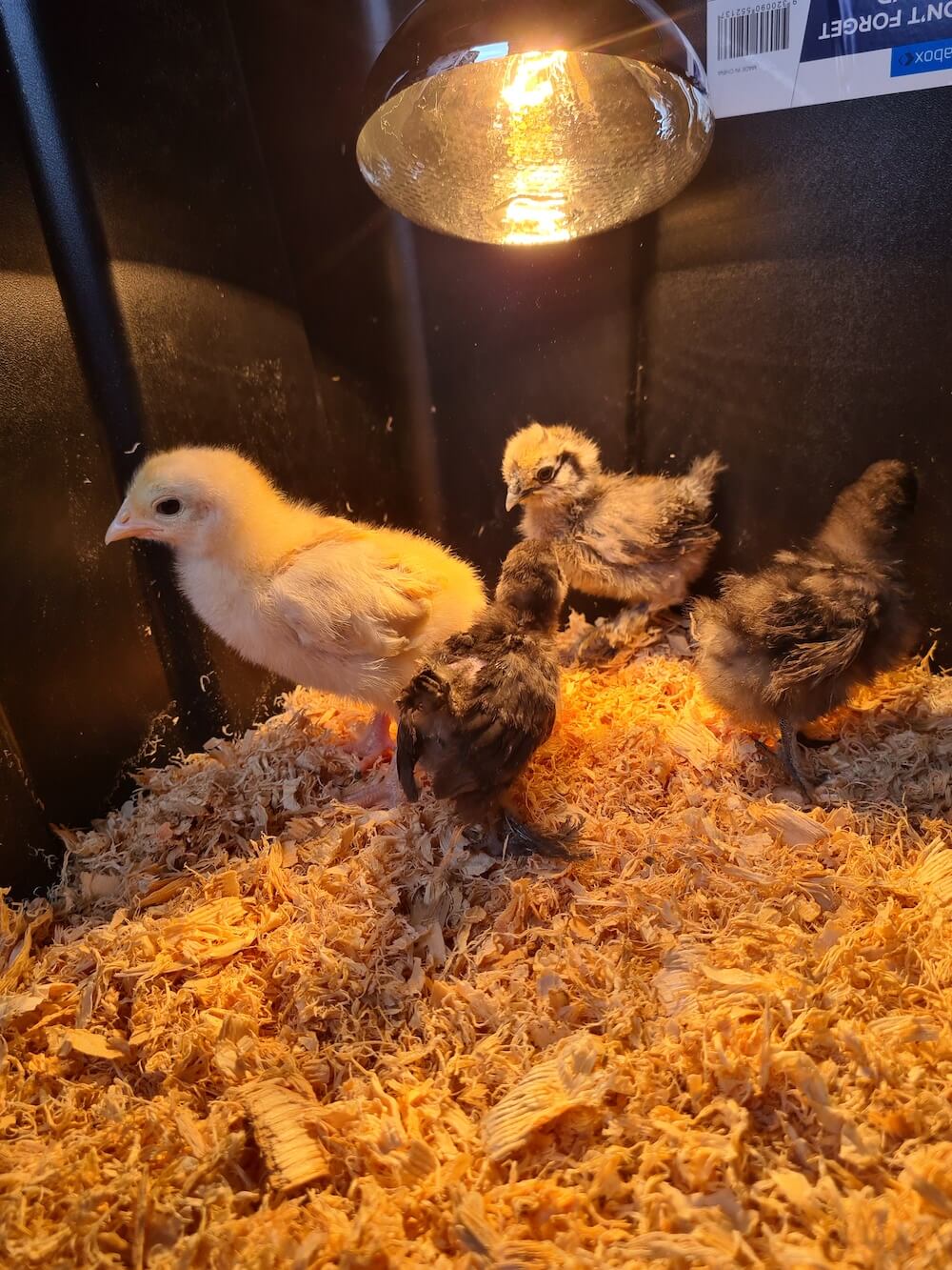 Chicks under heat